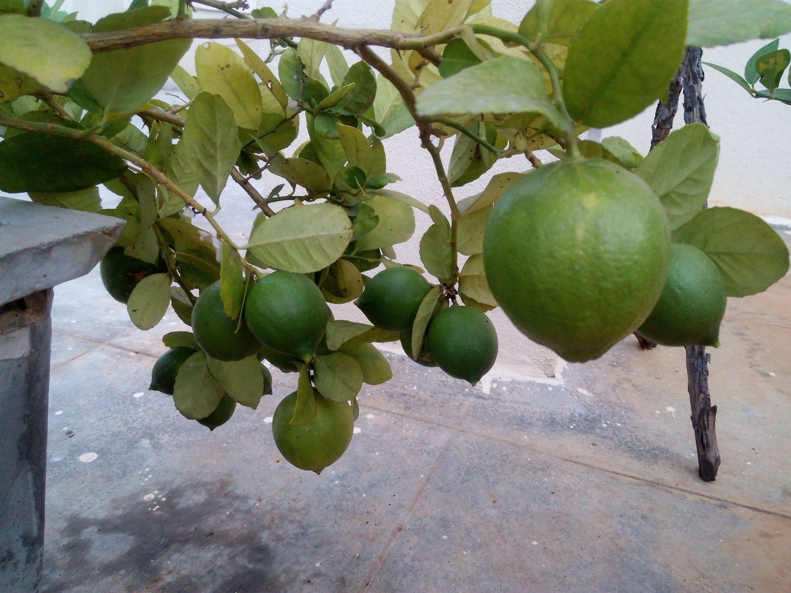 Lemons growing on a terrace tree