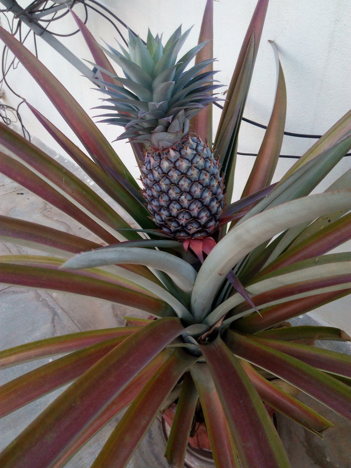 Pineapple grown in a pot on the terrace