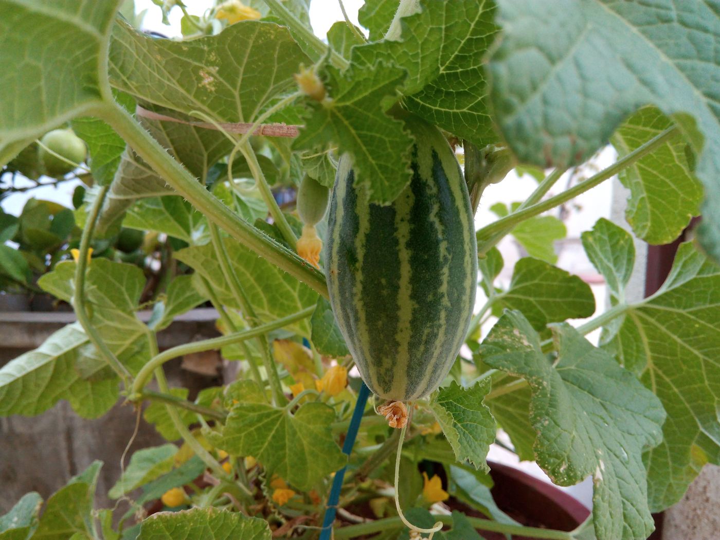 A striped gherkin growing on the vine