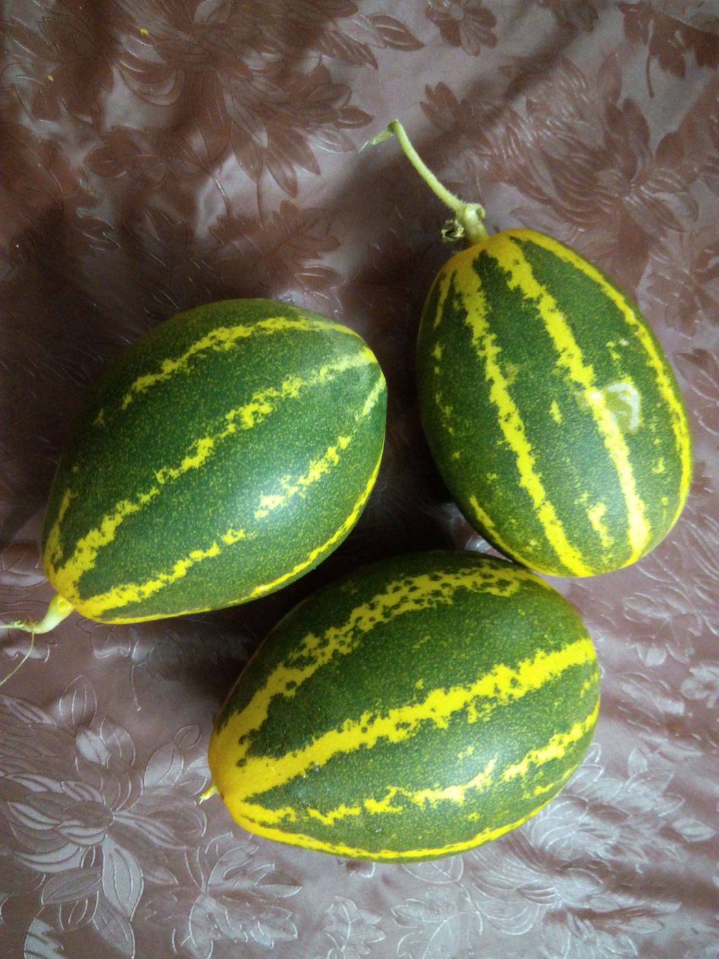 Three ripe striped gherkins harvested