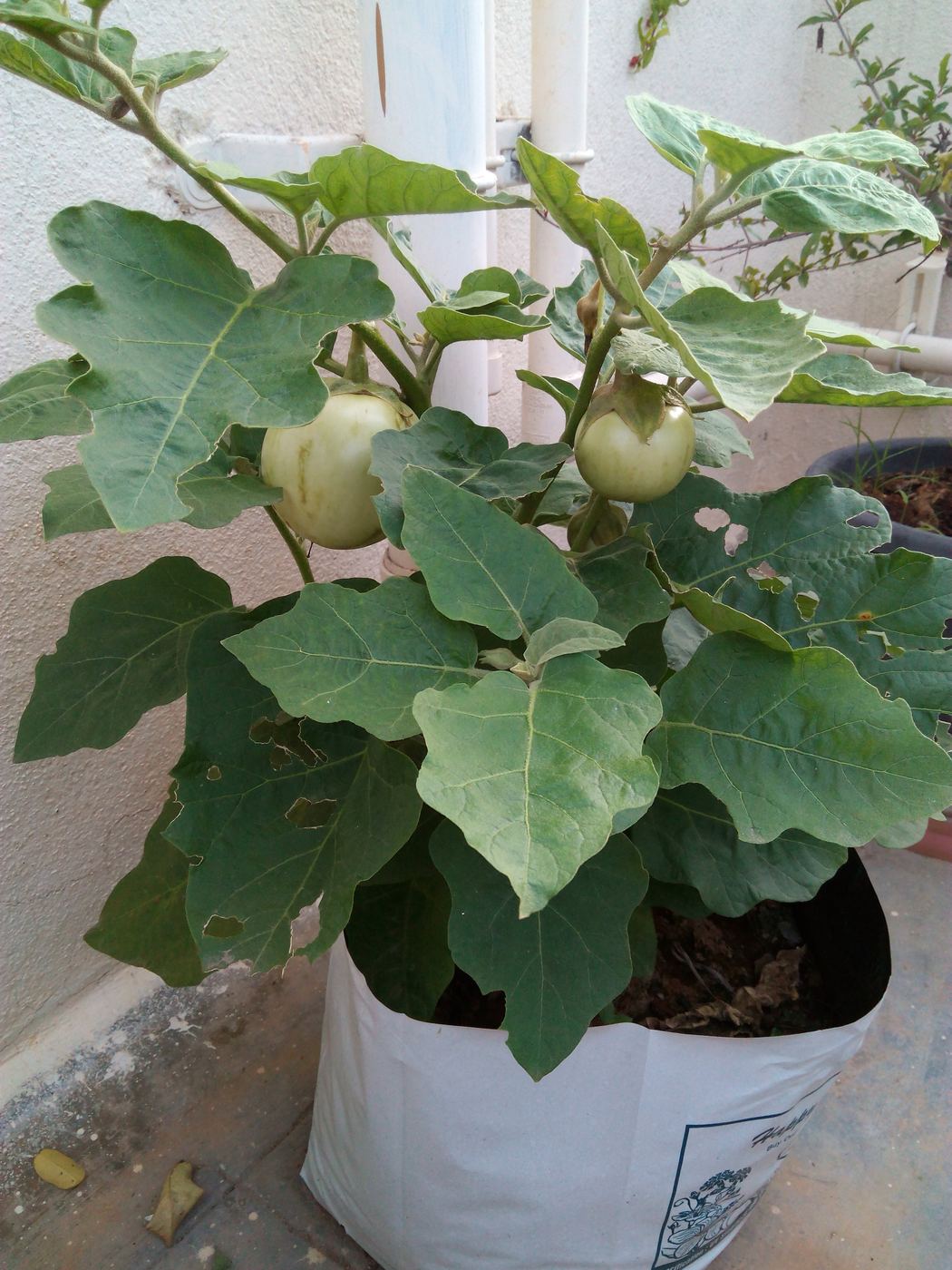 Round white brinjal growing in a grow bag