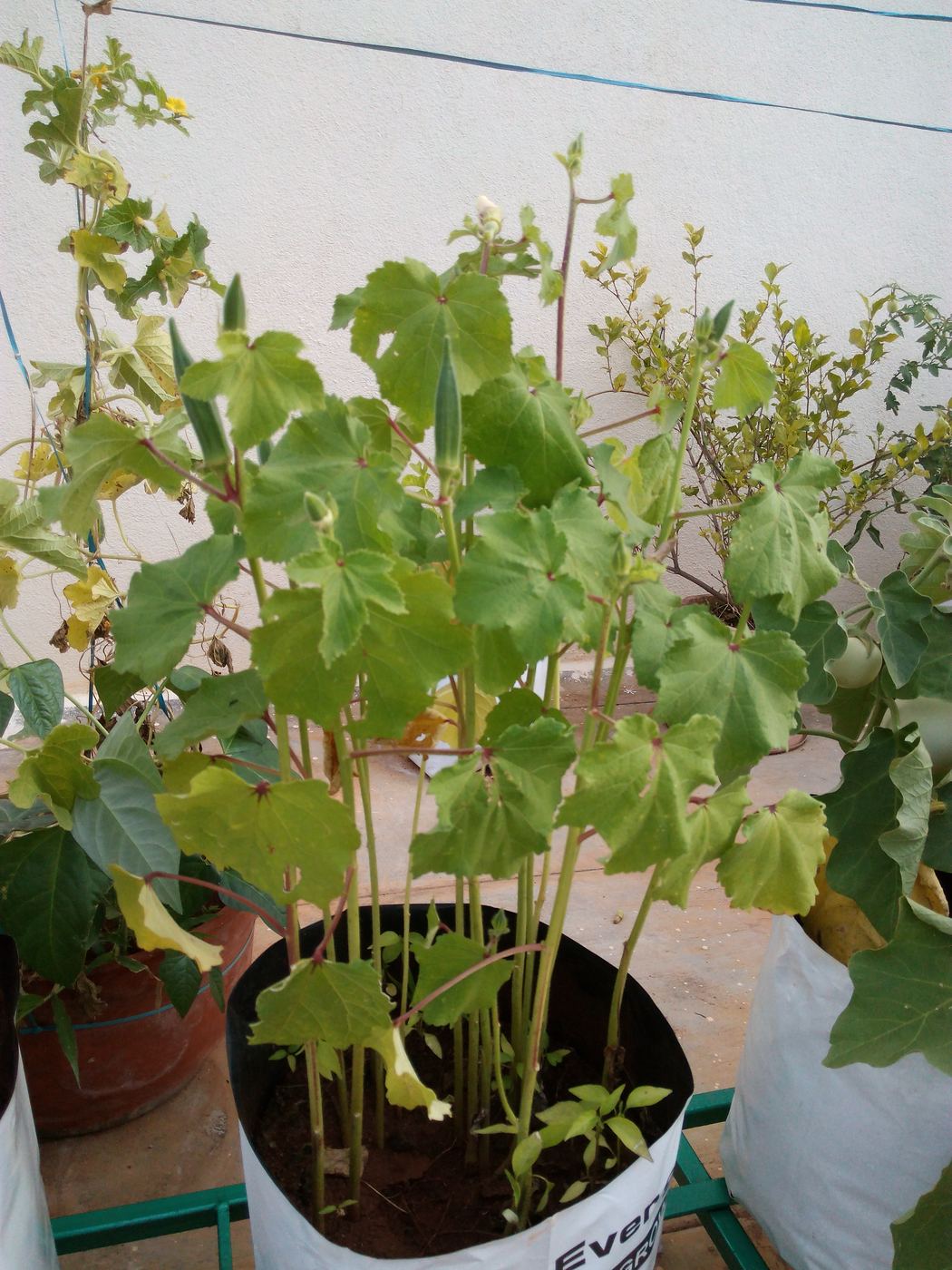 Okra plant growing in a container