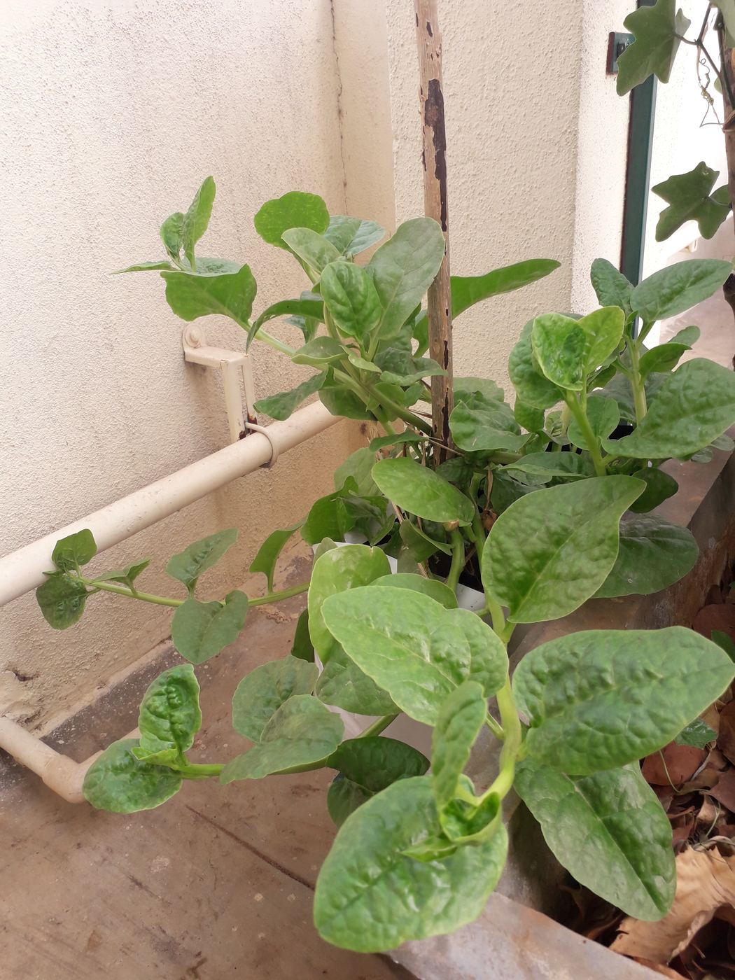 Malabar spinach climbing on the terrace