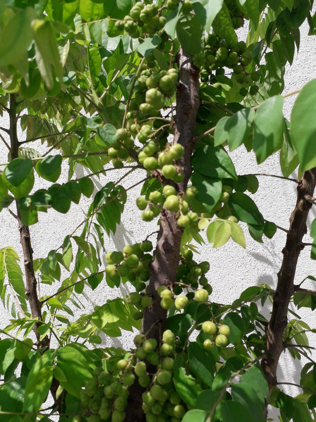 Star gooseberries clustered on the branch