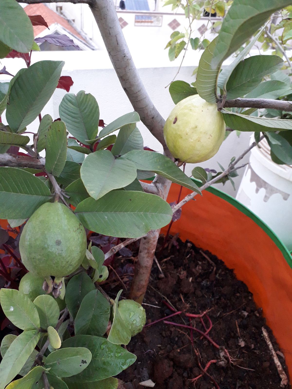 Guava ripening in a grow bag on the terrace