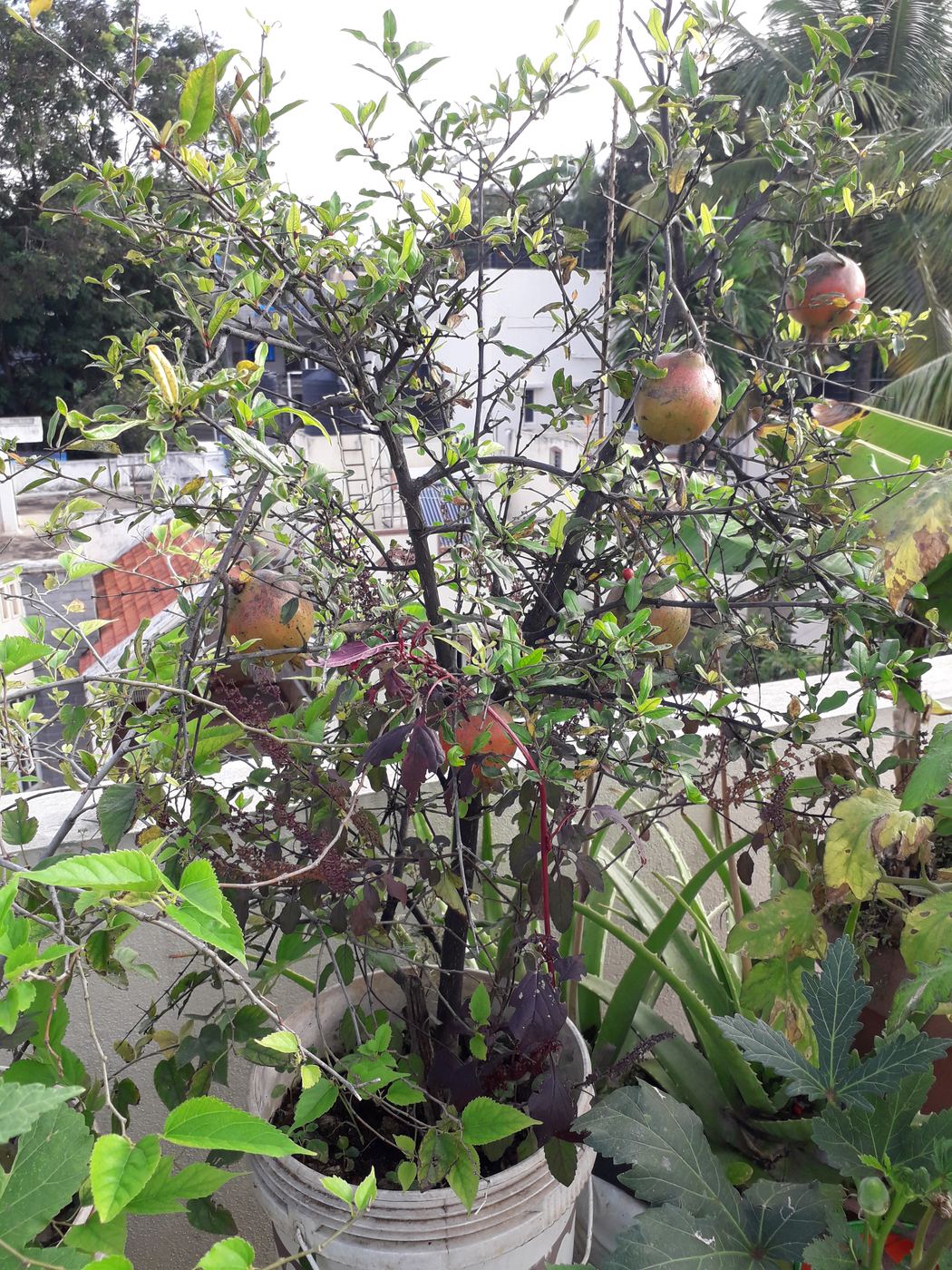 Pomegranates ripening on a potted tree