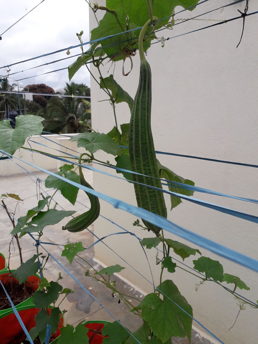 Ridge gourd hanging on the trellis