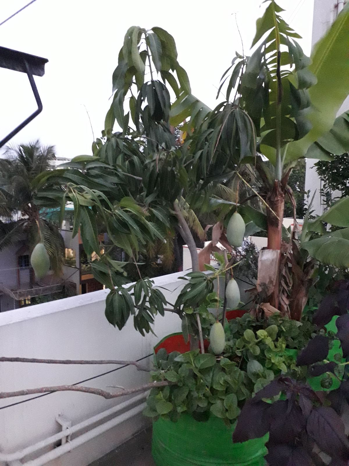 Mango tree and banana plant growing in pots on the terrace