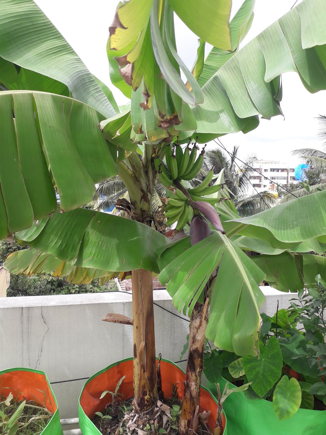 A bunch of bananas forming with the flower bud