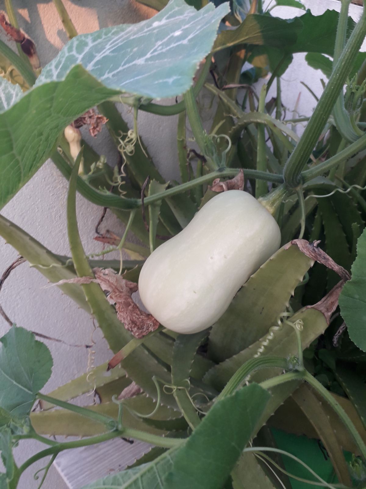 Bottle gourd growing on a terrace vine