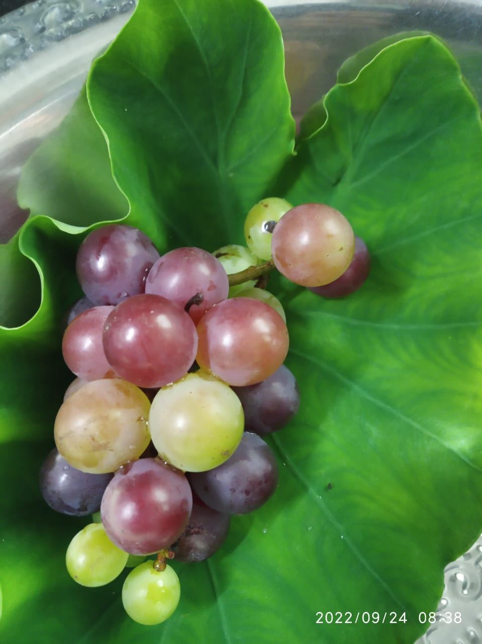 Fresh grapes harvested from the terrace vine