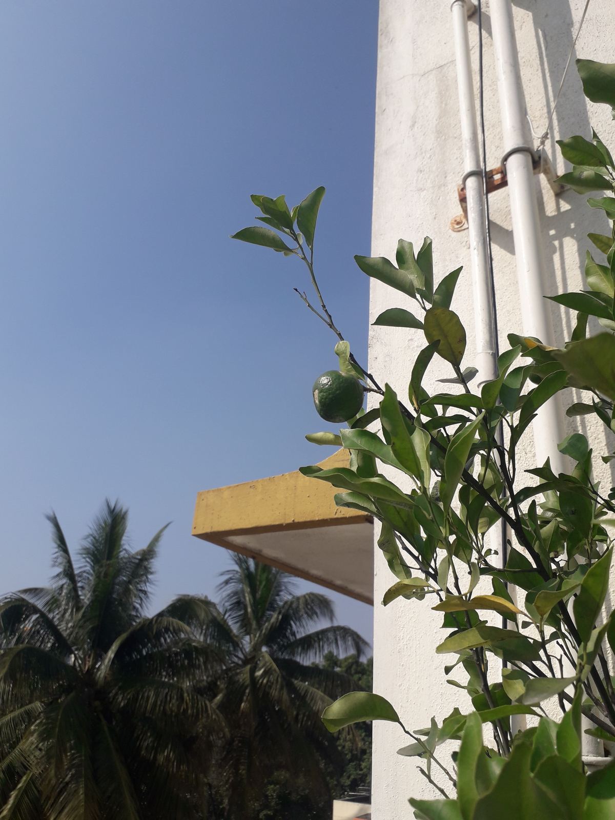 An orange growing over the terrace ledge against open sky