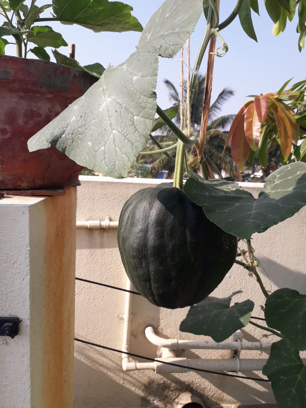 A pumpkin growing on a terrace trellis
