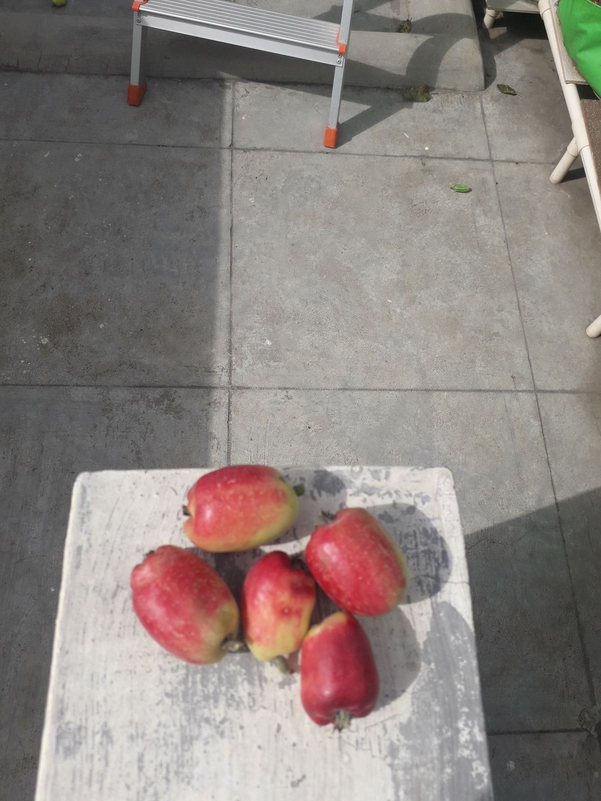 Freshly picked apples from the terrace