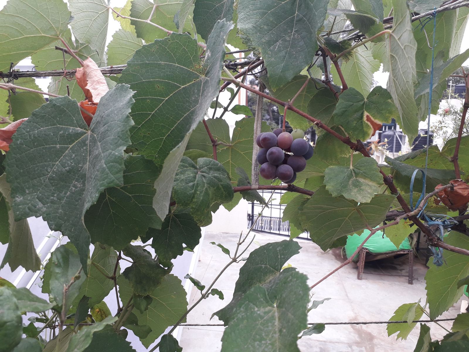 Grapes ripening on an overhead terrace trellis