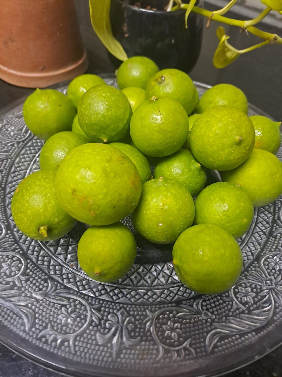 A bowl full of freshly picked limes