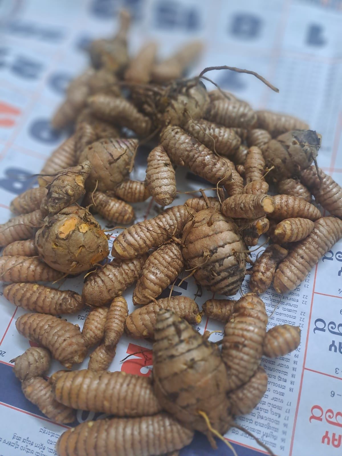 Freshly dug turmeric rhizomes