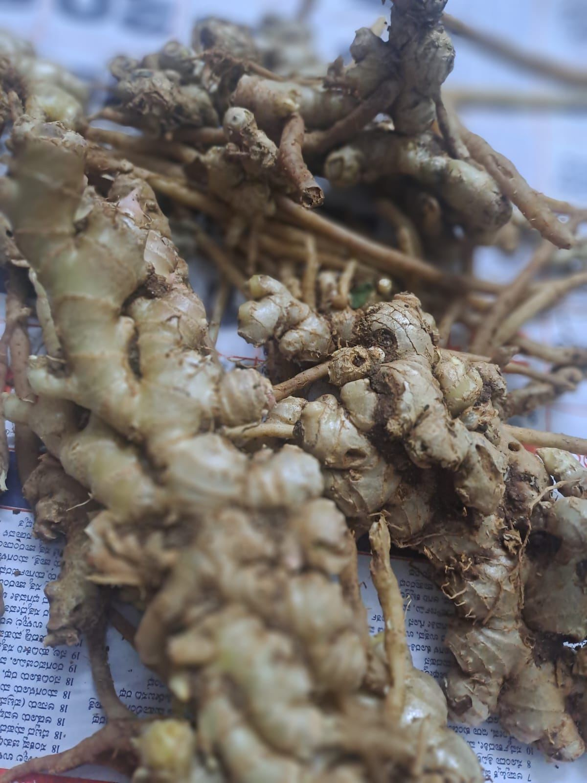 Freshly harvested ginger