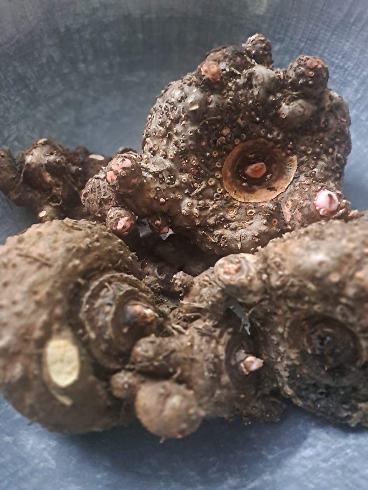 Freshly dug elephant foot yam
