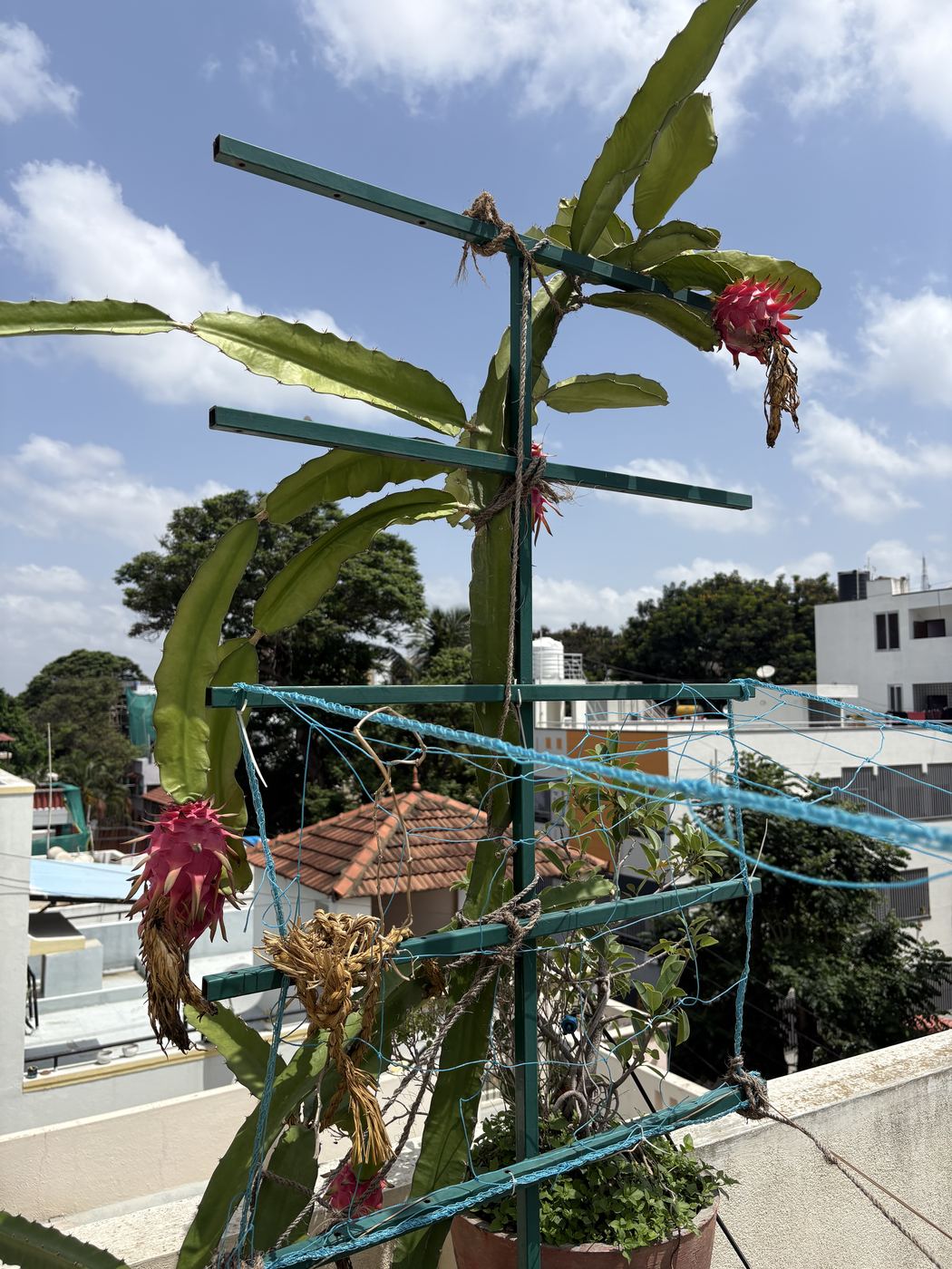 Dragon fruit ripening on a trellis
