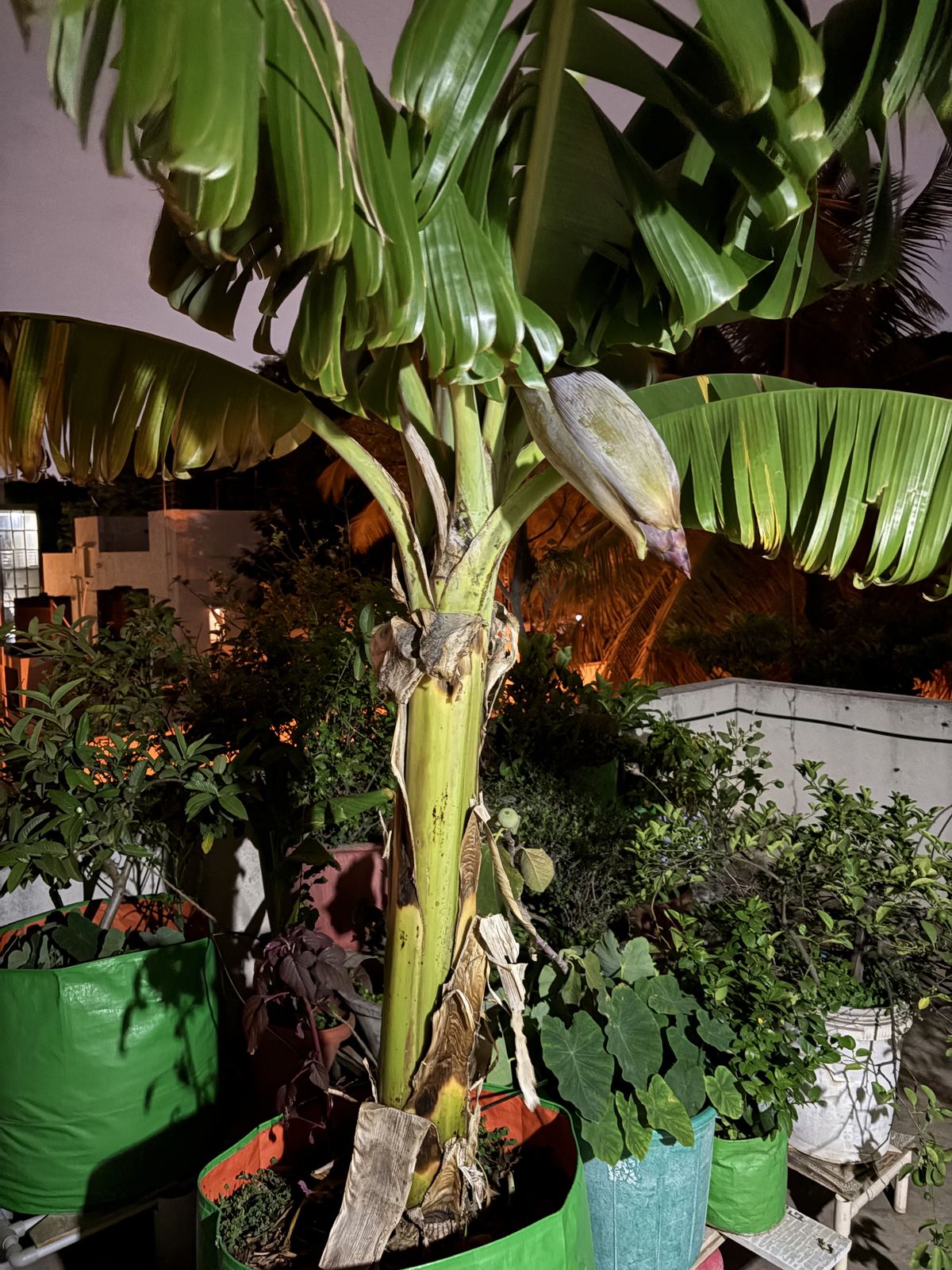Banana plant flowering in grow bags on the terrace
