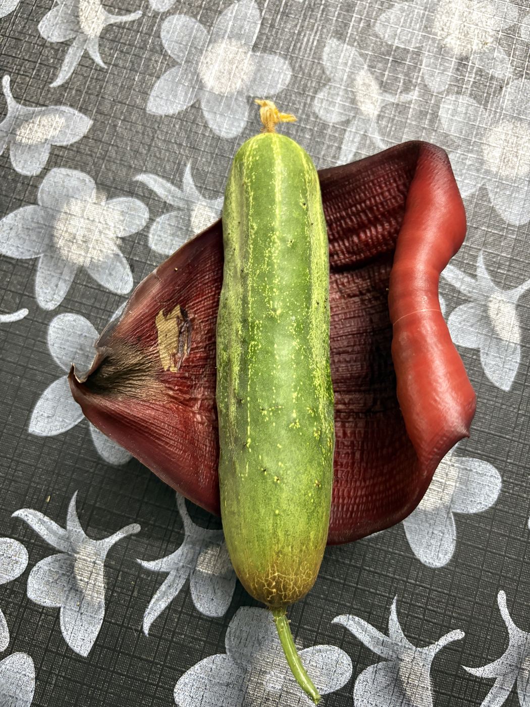 A banana flower with a fresh cucumber