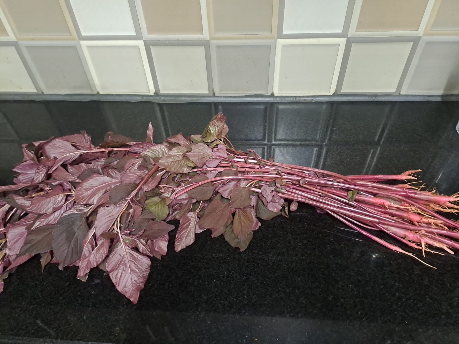 A fresh bunch of red amaranth greens