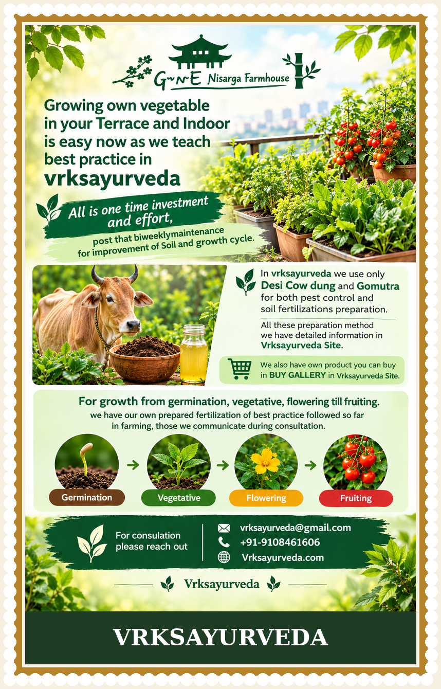 Growing your own vegetables in your terrace and indoor with Desi Cow dung and Gomutra fertilization, Vrksayurveda